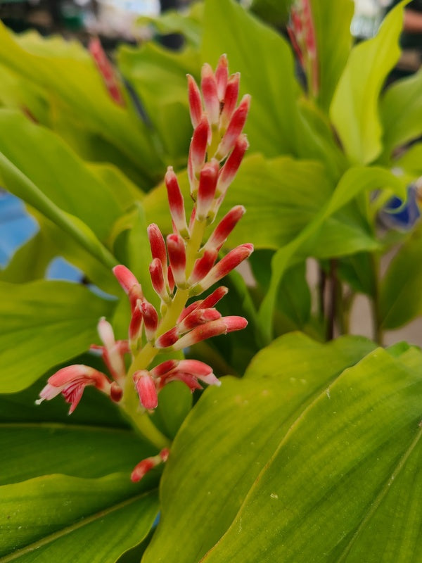 Alpinia japonica Green Waves