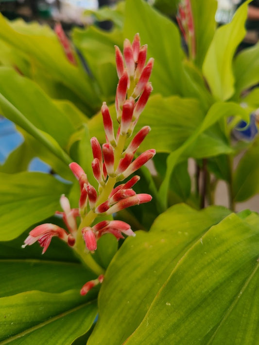 Image of Alpinia japonica 'Green Waves' taken at Juniper Level Botanic Gdn, NC by JLBG