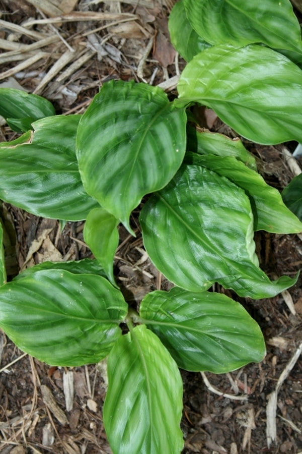 Image of Alpinia pumila taken at Juniper Level Botanic Gdn, NC by JLBG