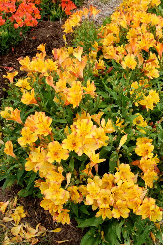 Image of Alstroemeria 'Ariane' taken at Walters Gardens, MI by JLBG