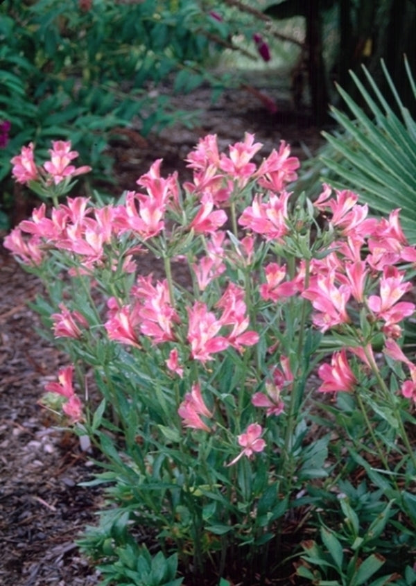 Image of Alstroemeria 'Freedom' taken at Juniper Level Botanic Gdn, NC by JLBG
