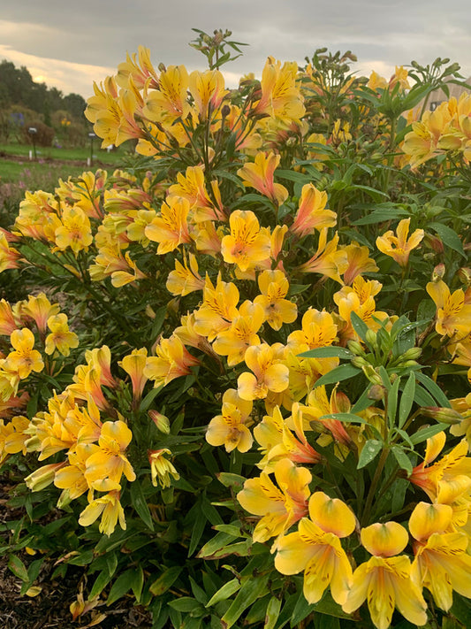 Image of Alstroemeria 'Golden Tiara' PP 35,427 taken at Walters Gardens, MI by H. Hansen