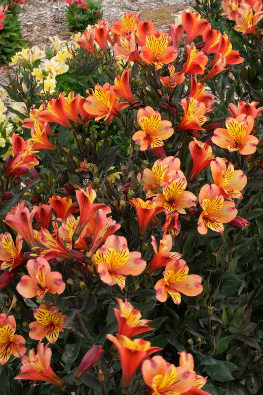 Image of Alstroemeria 'Indian Summer' taken at Walters Gardens, MI by T. Avent