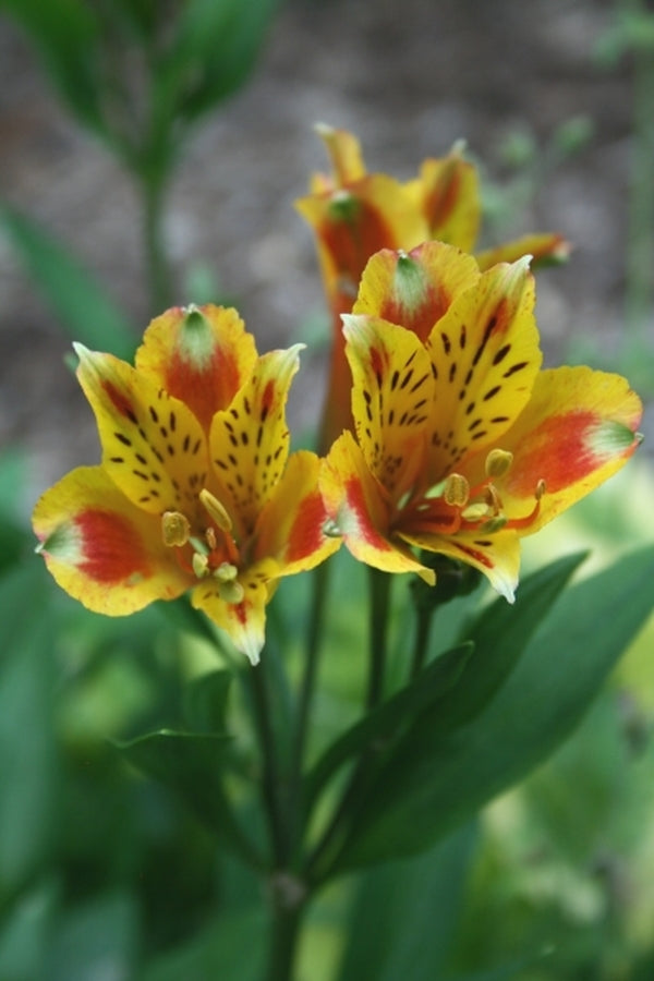 Image of Alstroemeria 'Koexotica' PP 15,947 taken at Juniper Level Botanic Gdn, NC by JLBG