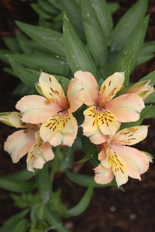 Image of Alstroemeria 'Koice' taken at Juniper Level Botanic Gdn, NC by JLBG