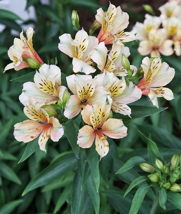 inca lily plant Alstroemeria Koice