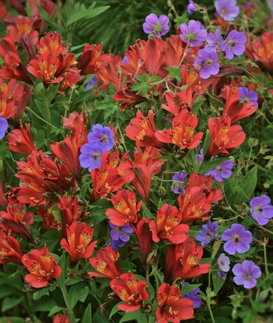 Image of Alstroemeria 'Koncajoli' PP 22,267 taken at Walters Gardens, MI by Walters Gardens