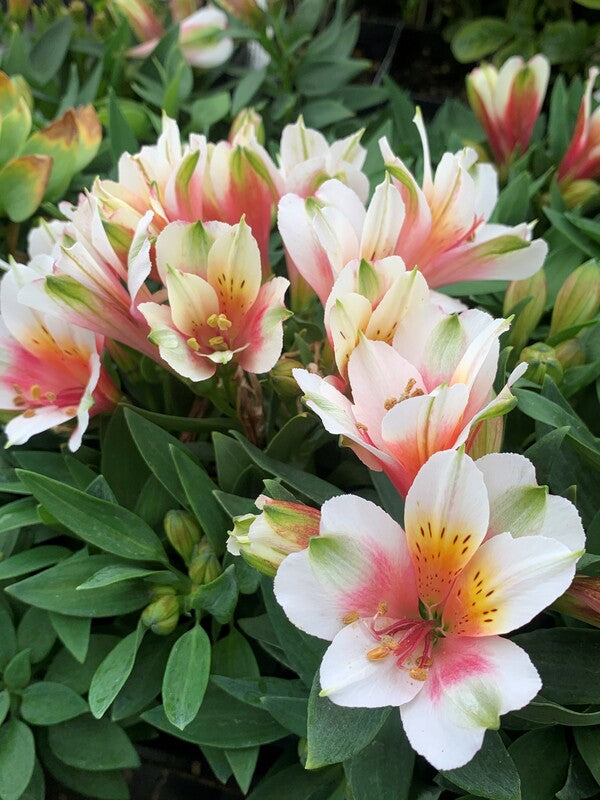 Image of Alstroemeria 'Koncalucky' PP 27,994 taken at Juniper Level Botanic Gdn, NC by C. Hardison