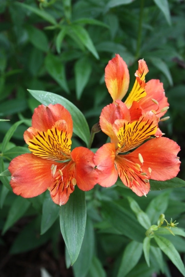 Image of Alstroemeria 'Kotrop' taken at Juniper Level Botanic Gdn, NC by JLBG