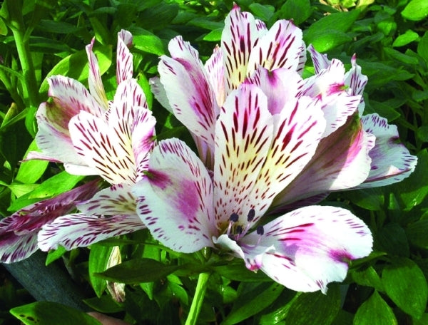 white princess lily Alstroemeria Liberty PP 9337
