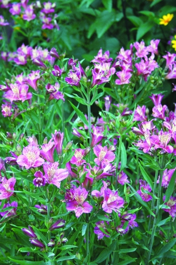 Image of Alstroemeria 'Mauve Majesty' PP 18,183 taken at Juniper Level Botanic Gdn, NC by JLBG