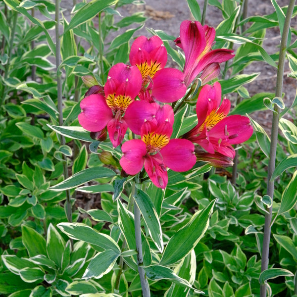 Image of Alstroemeria 'Phoenix' taken at Juniper Level Botanic Gdn, NC by JLBG