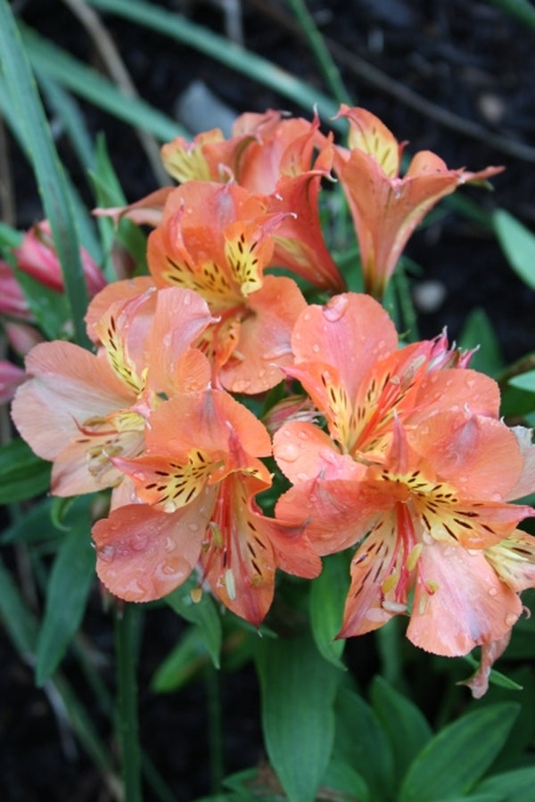 Image of Alstroemeria 'Princess Mathilde' PP 20,992 taken at Juniper Level Botanic Gdn, NC by JLBG