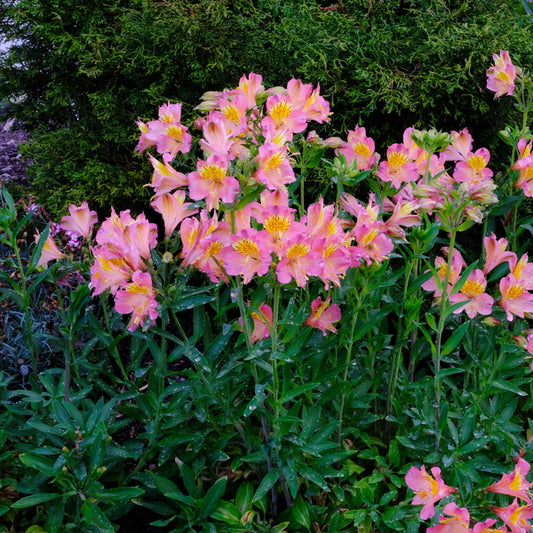 Image of Alstroemeria 'Summer Relieve' taken at Juniper Level Botanic Gdn, NC by JLBG