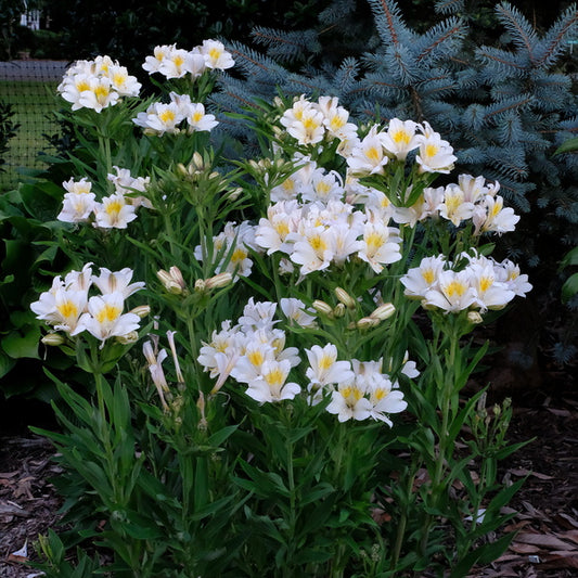 Image of Alstroemeria 'Summer Sky' taken at Juniper Level Botanic Gdn, NC by JLBG