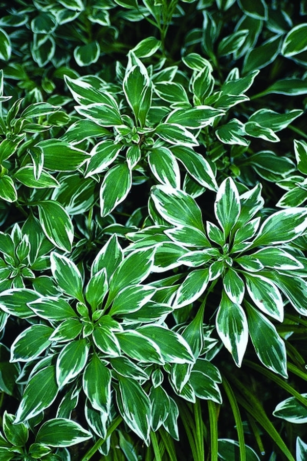 Image of Alstroemeria psittacina 'Variegata' taken at Juniper Level Botanic Gdn, NC by JLBG