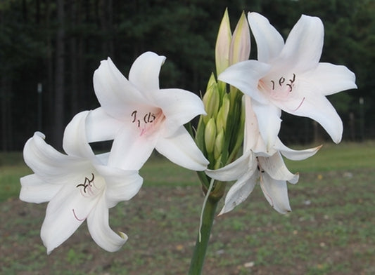 Image of Amarcrinum 'Elegance' taken at Juniper Level Botanic Gdn, NC by JLBG