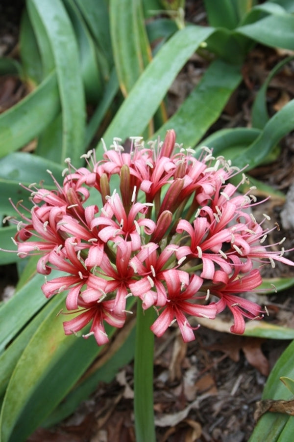 Image of Ammocharis coranica taken at Juniper Level Botanic Gdn, NC by JLBG