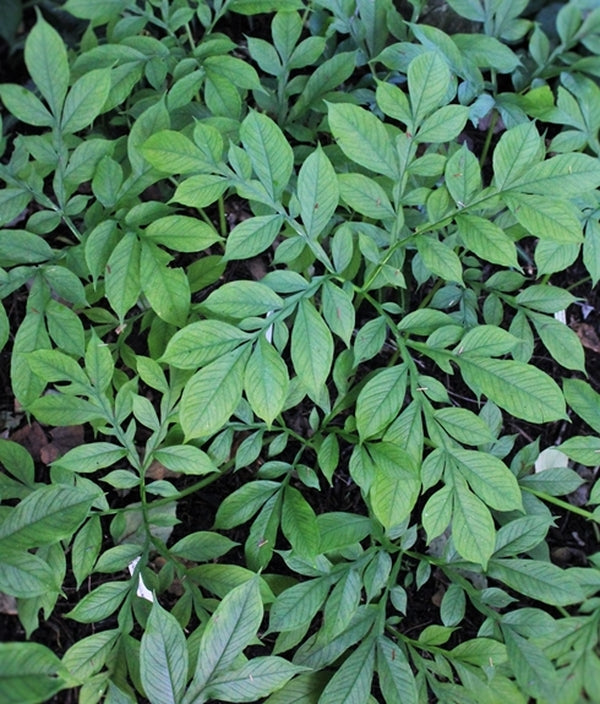 Image of Amorphophallus albus 'Green Stalkings'