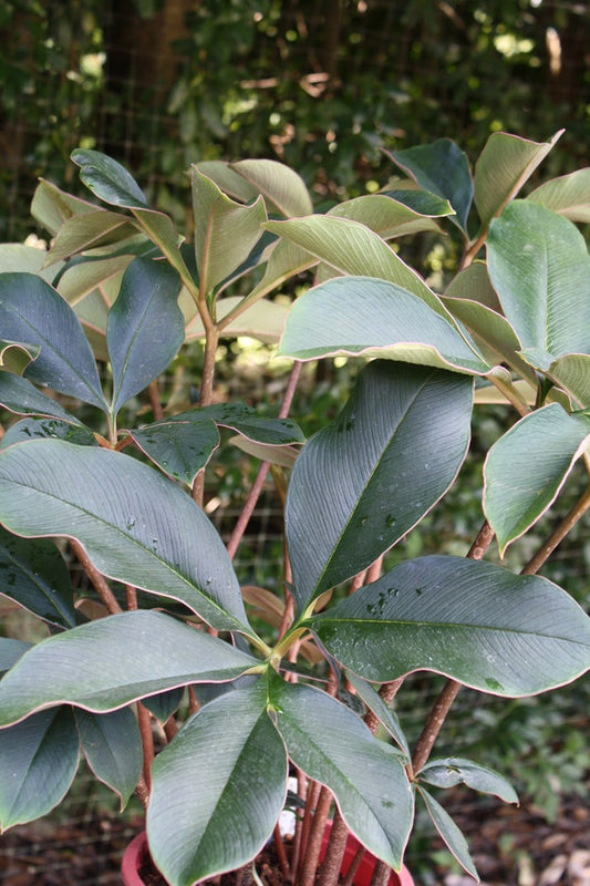 Image of Amorphophallus atroviridis 'Red Sox' taken at Juniper Level Botanic Garden, Raleigh NC by JLBG