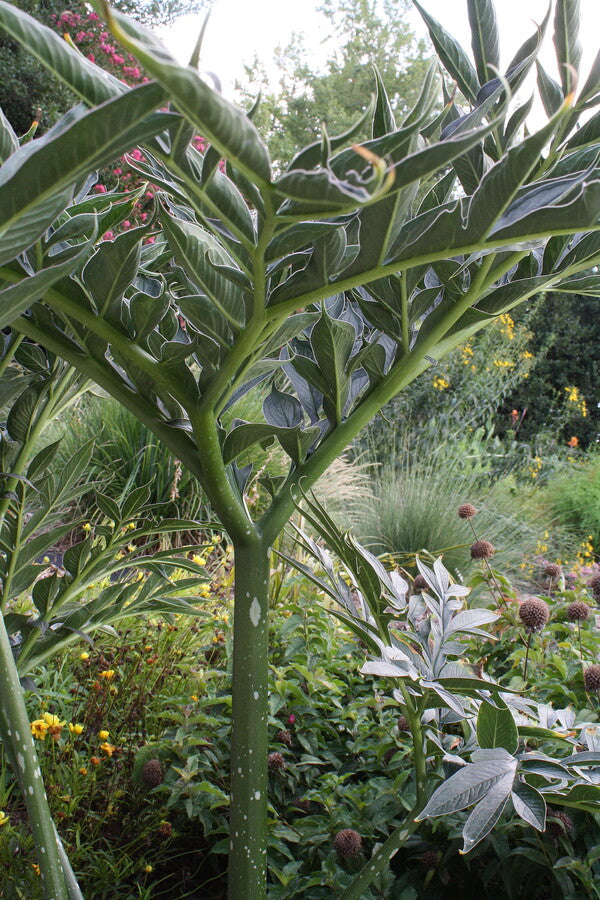 Image of Amorphophallus henryi taken at Juniper Level Botanic Gdn, NC by JLBG