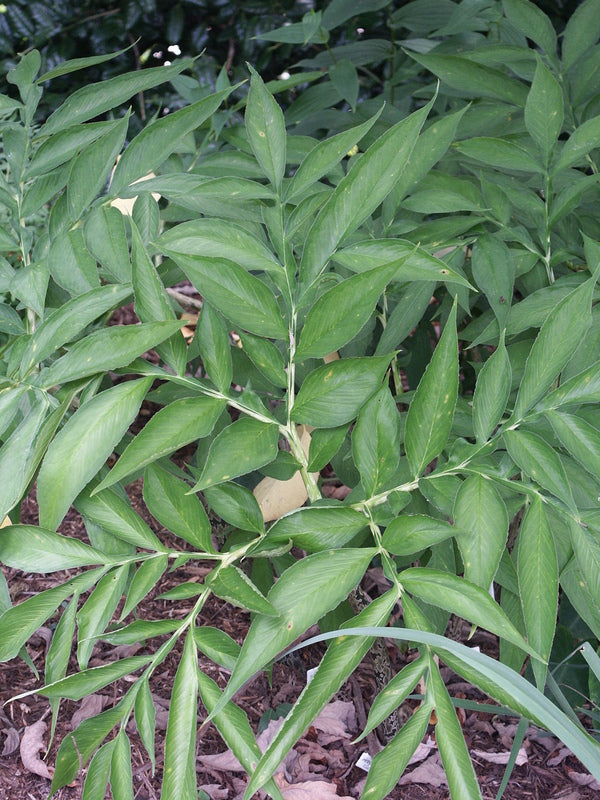 Image of Amorphophallus kiusianus taken at Juniper Level Botanic Gdn, NC by JLBG