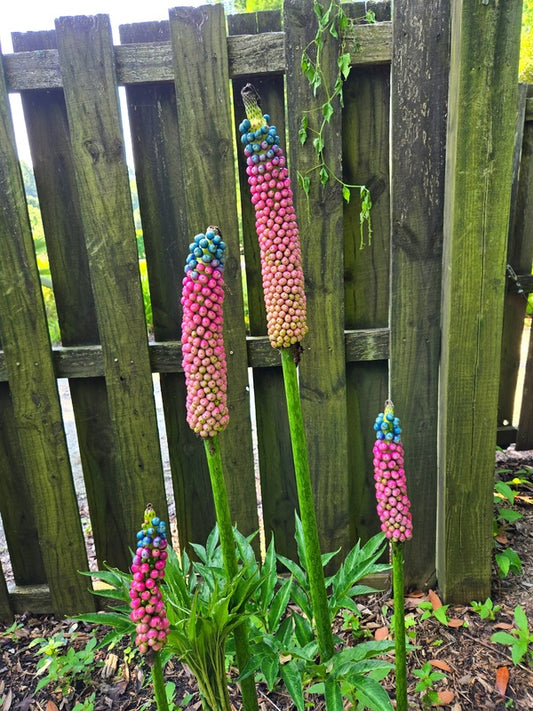 Image of Amorphophallus kiusianus taken at Juniper Level Botanic Gdn, NC by JLBG