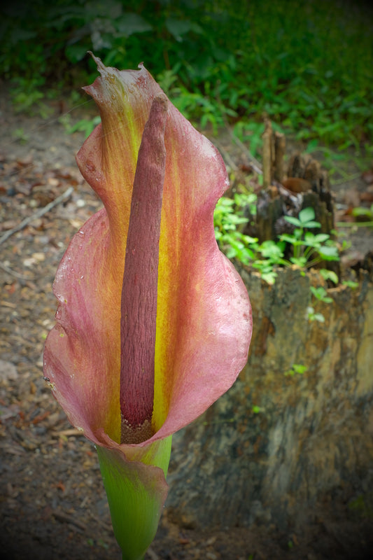 Image of Amorphophallus x konbus 'Glow Light' taken at Juniper Level Botanic Gdn, NC by JLBG