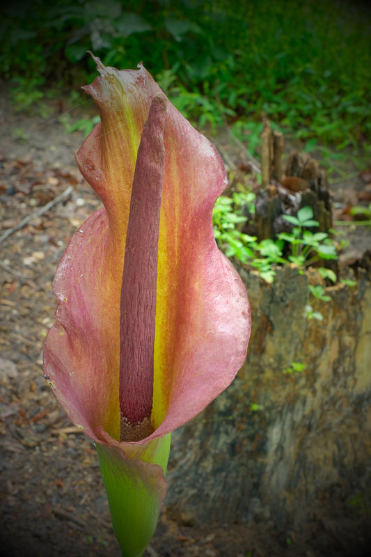 Image of Amorphophallus x konbus 'Glow Light' taken at Juniper Level Botanic Gdn, NC by JLBG
