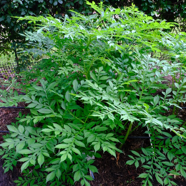 Image of Amorphophallus x konbus 'Green Genes' taken at Juniper Level Botanic Gdn, NC by JLBG