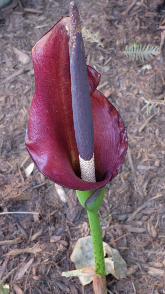 Image of Amorphophallus x konbus 'Mary Sizemore' taken at Juniper Level Botanic Gdn, NC by JLBG