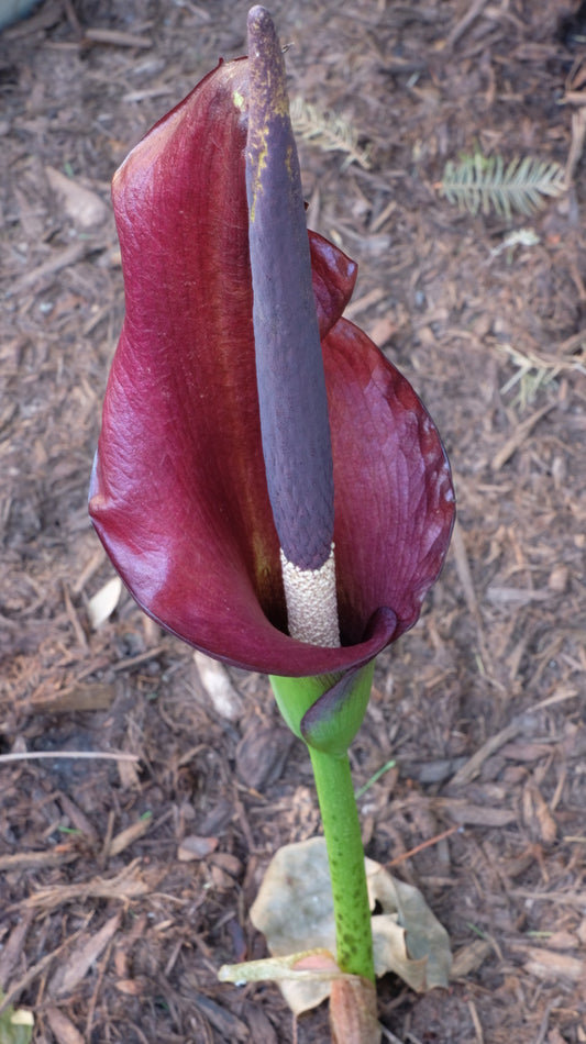 Image of Amorphophallus x konbus 'Mary Sizemore' taken at Juniper Level Botanic Gdn, NC by JLBG