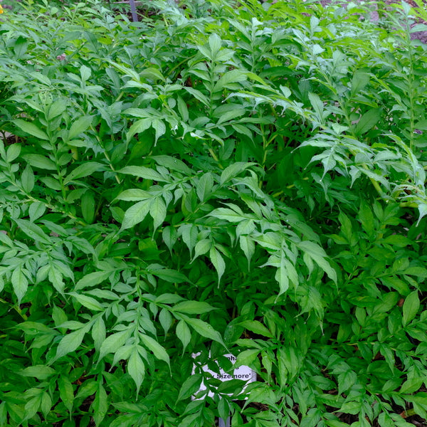 Image of Amorphophallus x konbus 'Mary Sizemore' taken at Juniper Level Botanic Gdn, NC by JLBG