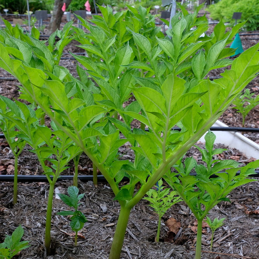 Image of Amorphophallus x konbus 'Meister Eckardt' taken at Juniper Level Botanic Gdn, NC by JLBG