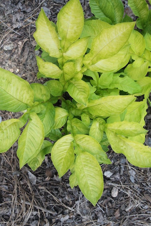 Image of Amorphophallus konjac 'Gordon's Gold' taken at Juniper Level Botanic Gdn, NC by JLBG