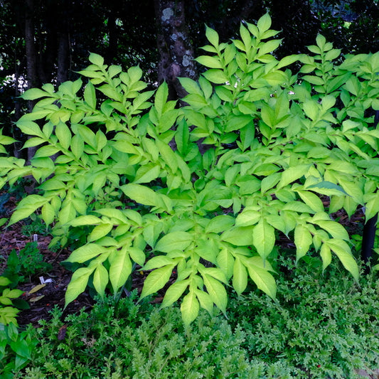Image of Amorphophallus konjac 'Gordon's Gold' taken at Juniper Level Botanic Gdn, NC by JLBG