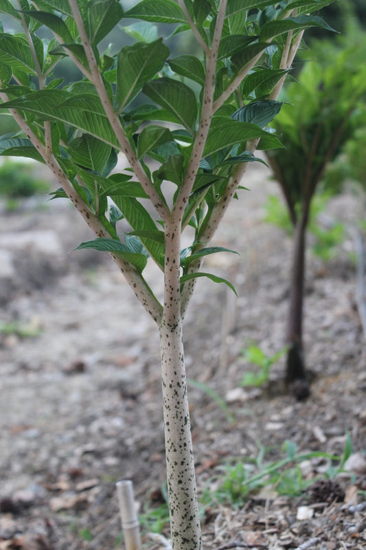 Image of Amorphophallus konjac 'Leo Song' taken at Juniper Level Botanic Gdn, NC by JLBG