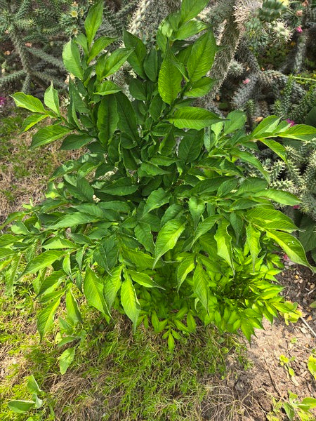 Image of Amorphophallus konjac 'Yunnan Dwarf' taken at Juniper Level Botanic Gdn, NC by JLBG