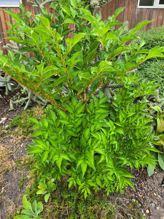 Image of Amorphophallus konjac 'Yunnan Dwarf' taken at Juniper Level Botanic Gdn, NC by JLBG
