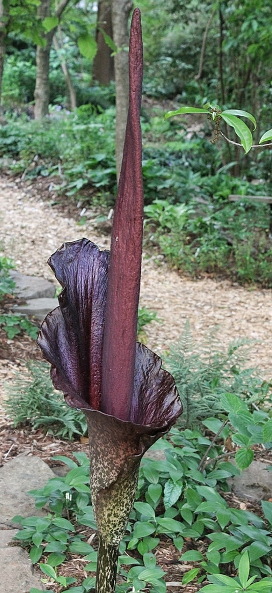 Image of Amorphophallus konjac taken at Juniper Level Botanic Gdn, NC by JLBG