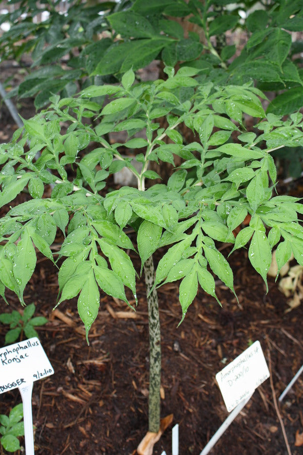 Image of Amorphophallus konjac taken at Juniper Level Botanic Garden, Raleigh NC by JLBG