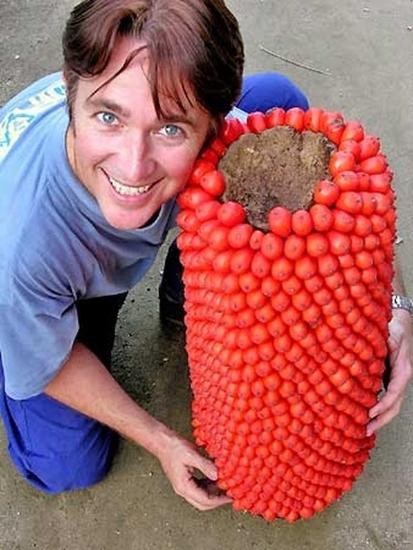 Image of Amorphophallus titanum taken at In Situ by T. Davis