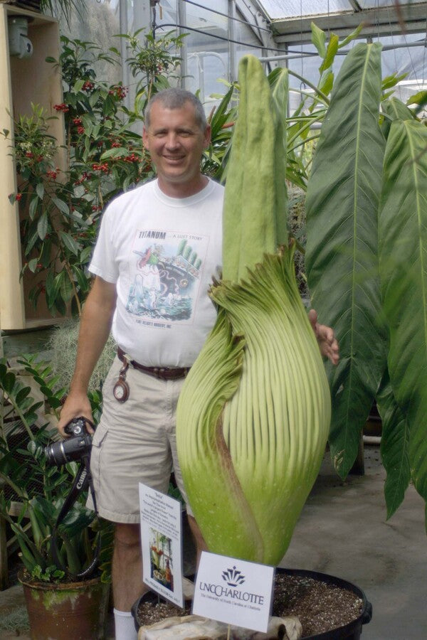 Image of Amorphophallus titanum by A. Galloway