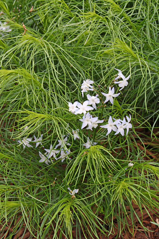 Image of Amsonia ciliata var. filifolia 'Georgia Pancake' taken at Juniper Level Botanic Gdn, NC by JLBG