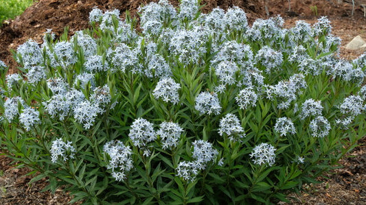Image of Amsonia glaberrima 'Hardin's Gem' taken at Juniper Level Botanic Gdn, NC by JLBG