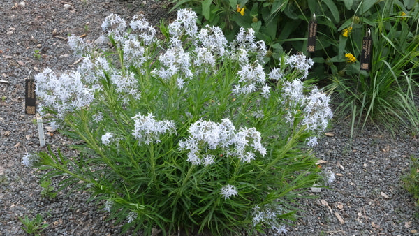 Image of Amsonia hubrichtii 'String Theory' PP 34,419 taken at Juniper Level Botanic Gdn, NC by JLBG