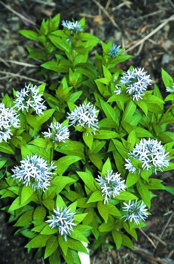 Image of Amsonia montana 'Short Stack' taken at Juniper Level Botanic Gdn, NC by JLBG