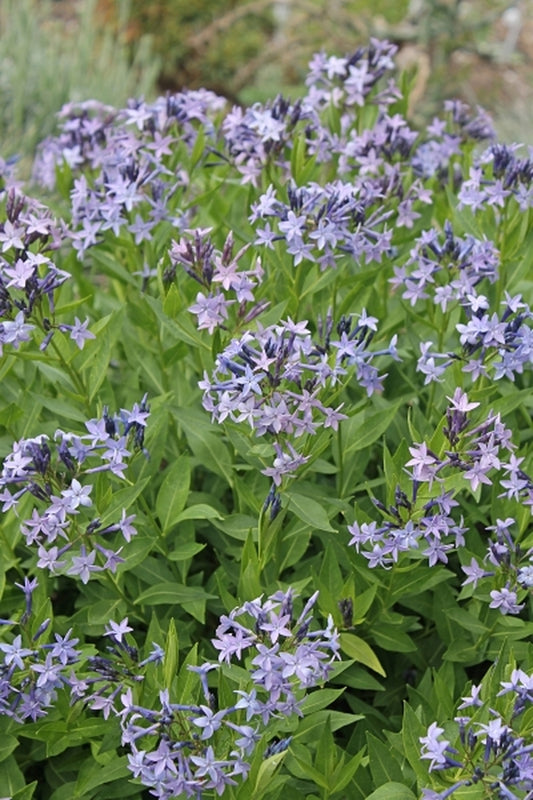 Image of Amsonia orientalis 'Blue Ice' taken at H. Hansen Gdn, MI