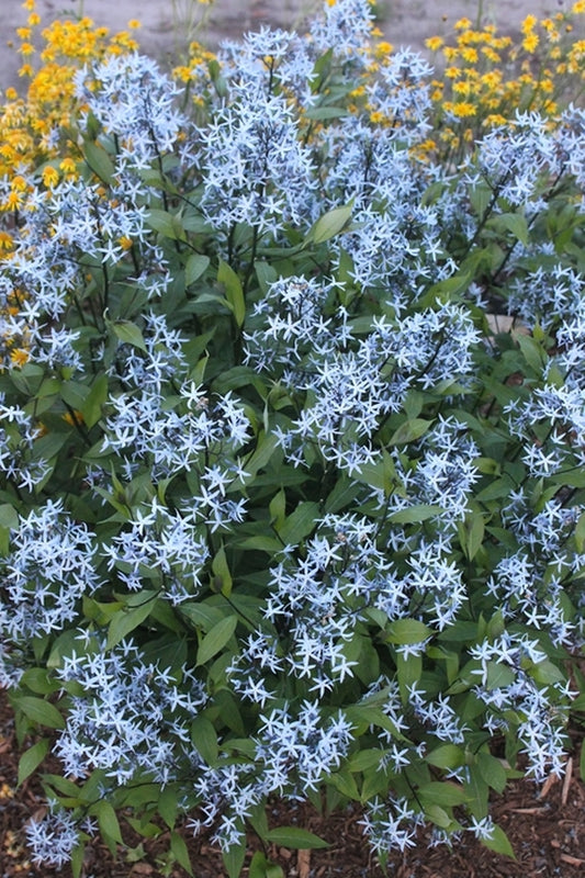 Image of Amsonia tabernaemontana 'Storm Cloud' taken at Juniper Level Botanic Gdn, NC by JLBG