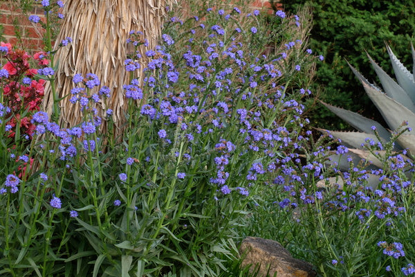 Image of Anchusa capensis 'Blue Angel' taken at Juniper Level Botanic Gdn, NC by JLBG